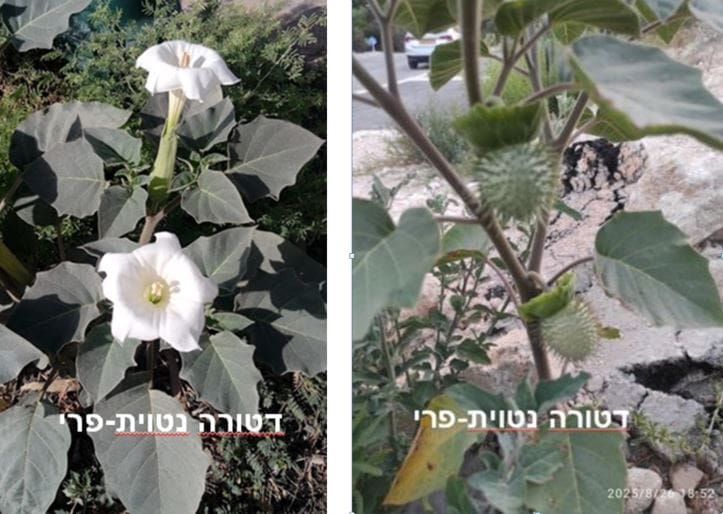 דטורה נטוית-פרי • צילום: דני כץ