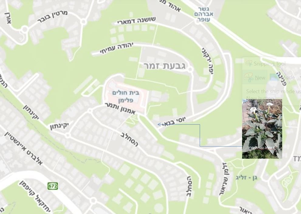 מפגש עם דטורה נטוית-פרי • המפה
