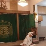 סוכות בשכונת השומרונים, חולון – תפילה וקדושה בבית הכנסת המקומי (צילום: רחלי אורבך)