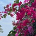 שיח בוגונוויליה (צילום – ירון כרמי)