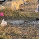אפר של מנגלים מפוזר ברחבת המנגלים – חוף הסטודנטים – החוף הדרומי – חיפה – ספטמבר 2025 (צילום: ירון כרמי)