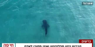 כריש לווייתן נצפה בפעם השנייה באשדוד - צפו בצילום מהאוויר (צילום: טייס פרומוטור - עבור רט״ג)