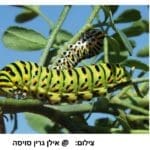 ביצה (בהגדלה פי 50), זחל וגולם, מחזור החיים של זנב סנונית נאה (צילום: אילן גרין סויסה)