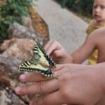 ילדים משחררים פרפרים –  רגע לפני השחרור