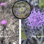 חורשף מצויץ • צילום: דני כץ