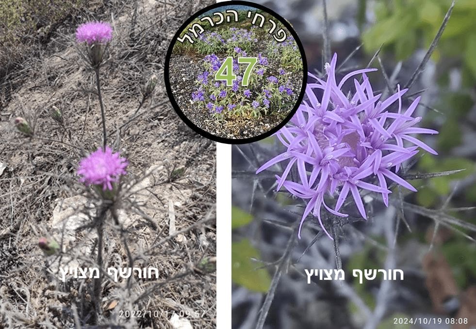 חורשף מצויץ • צילום: דני כץ