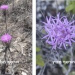 חורשף מצויץ • צילום: דני כץ