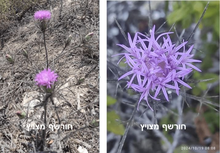 חורשף מצויץ • צילום: דני כץ
