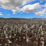 Haipo-news-Cotton field11.10 (2)
