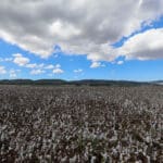 Haipo-news-Cotton field11.10 (6)
