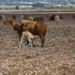 Haipo-news-Cotton field11.10 (11)