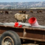 Haipo-news-Cotton field11.10 (12)