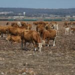 Haipo-news-Cotton field11.10 (13)