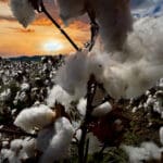 Haipo-news-Cotton field11.10.2025(3)