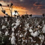 Haipo-news-Cotton field11.10.2025 (2)
