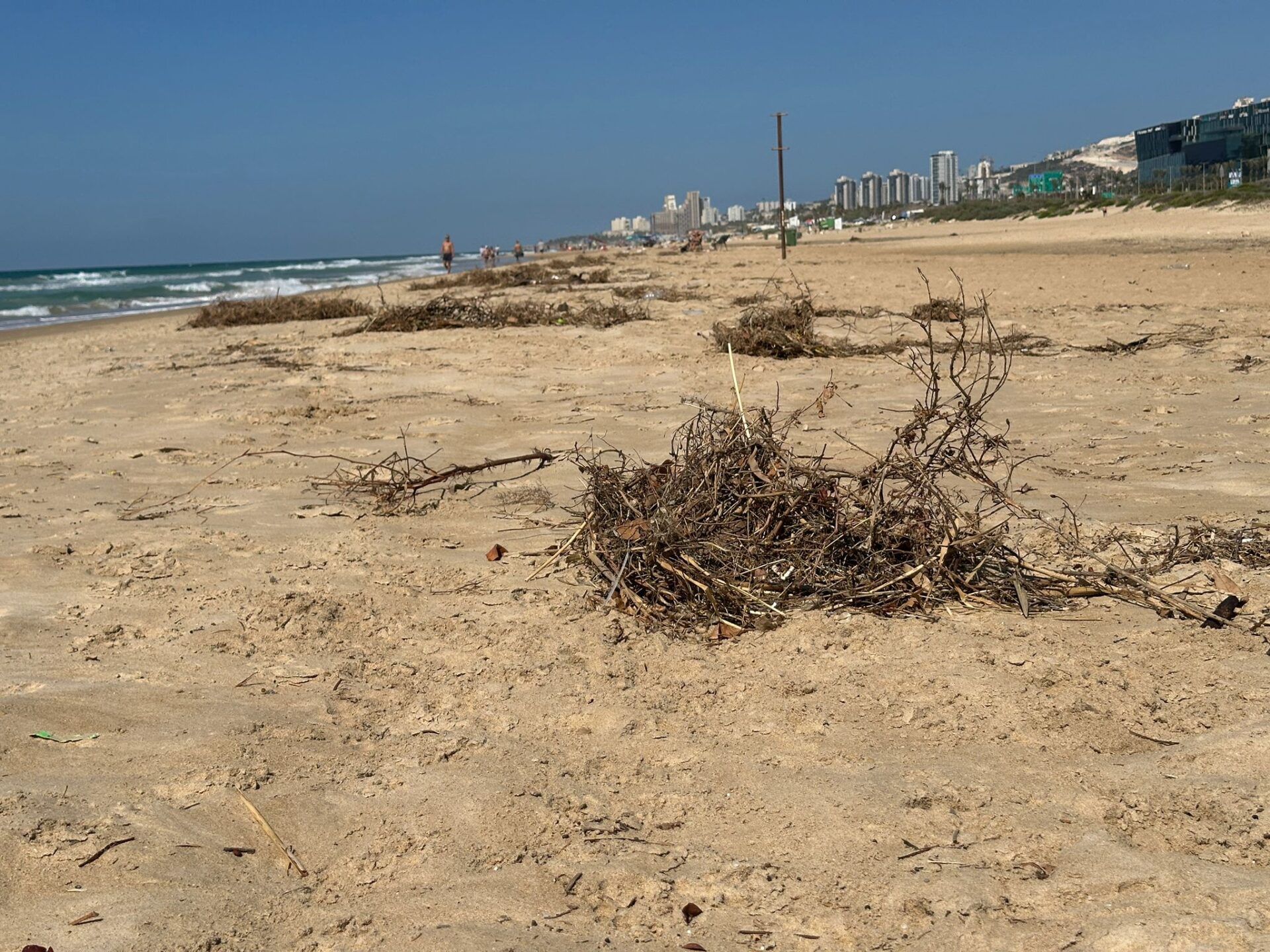 ריכוז של צמחייה יבשה בחוף הסטודנטים (צילום: נגה כרמי)