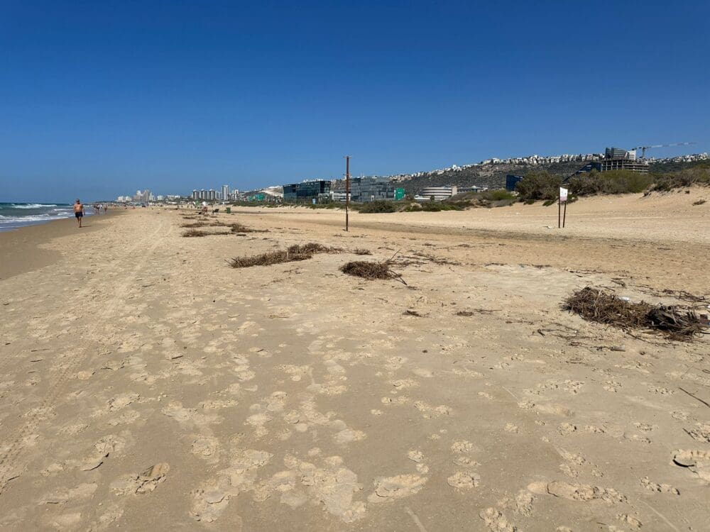 ריכוז של צמחייה יבשה בחוף הסטודנטים (צילום: נגה כרמי)