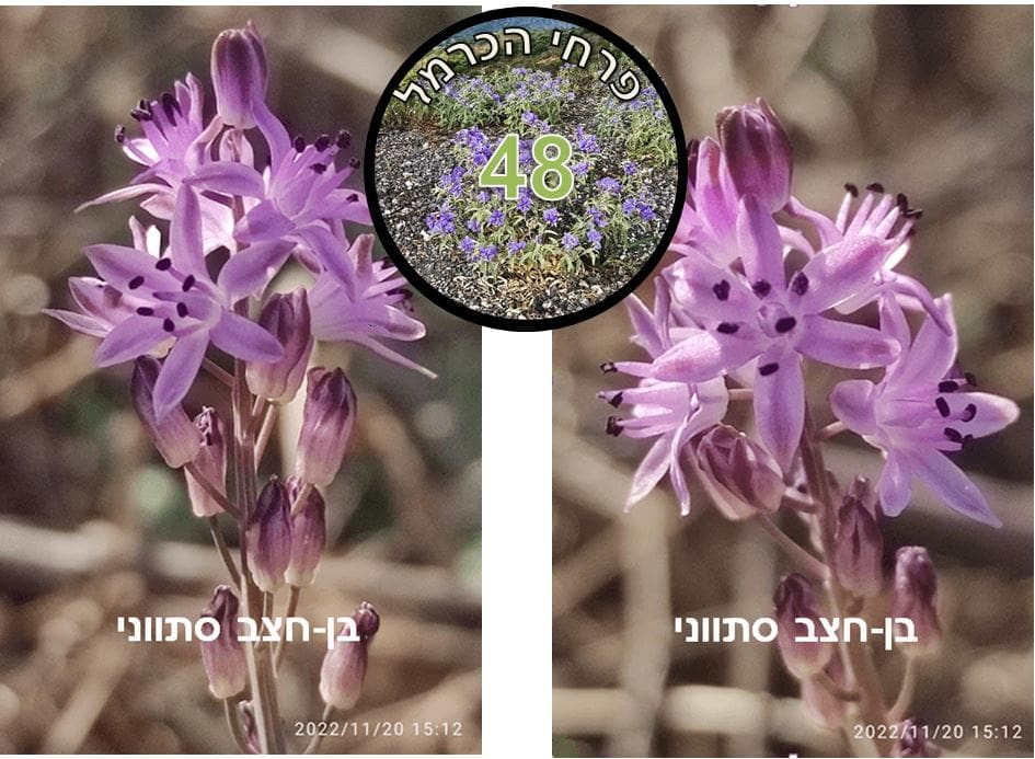 בן חצב סיתווני צילום: דני כץ