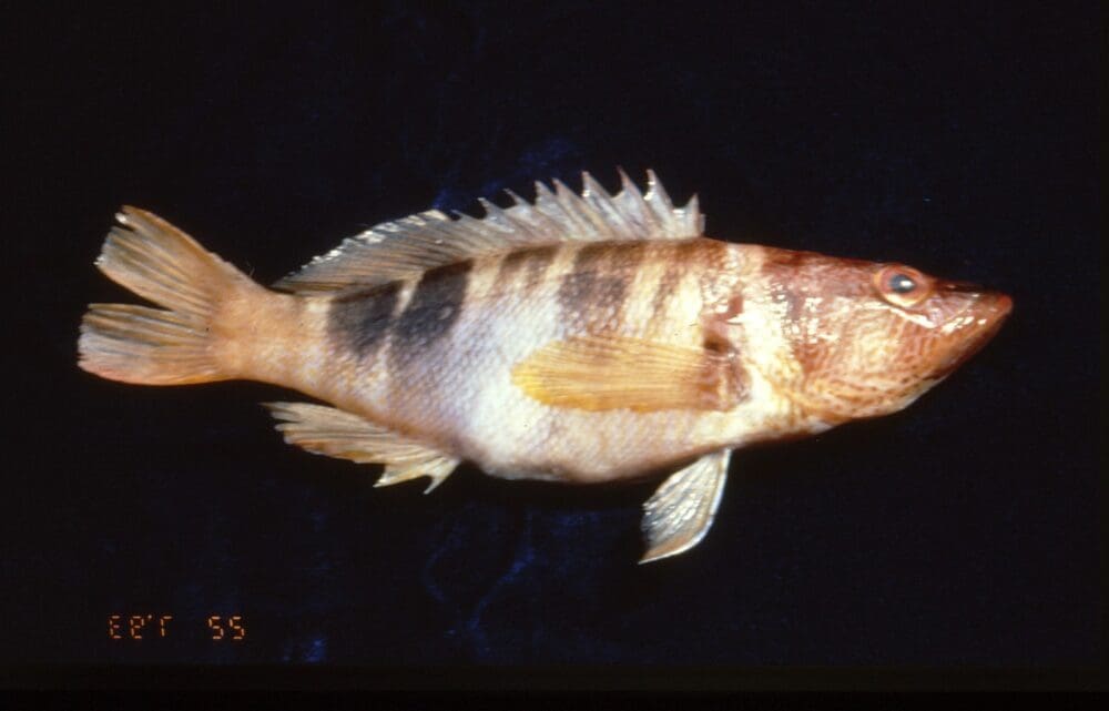 אוקונוס מסרטט Serranus scriba (צילום: מוטי מנדלסון)