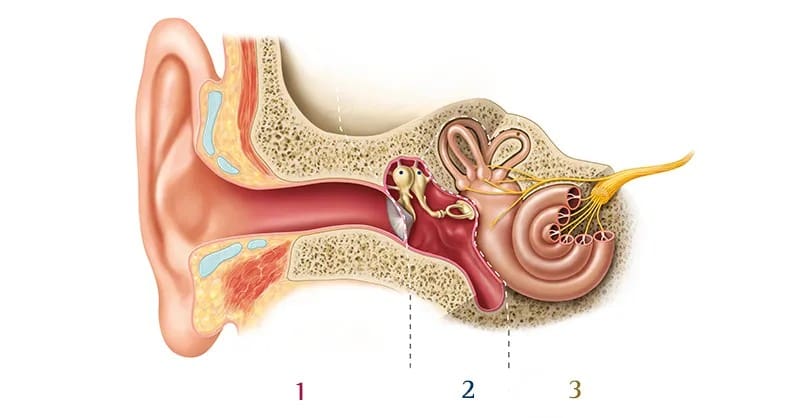 מבנה האוזן (קרדיט צילום: phonak).