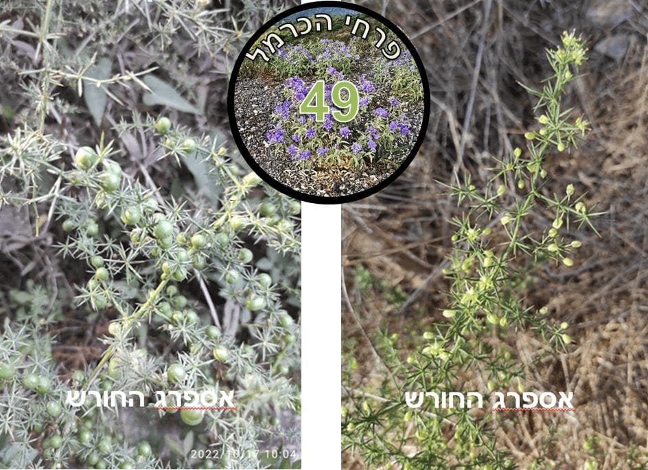 אספרג החורש • צילום: דני כץ