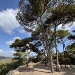 עצי אורן – פארק הכרמל (צילום: ירון כרמי)