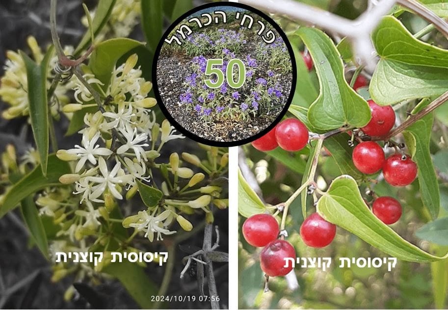 קיסוסית קוצנית • צילום: דני כץ