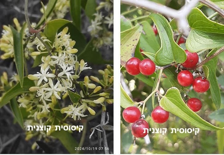 קיסוסית קוצנית • צילום: דני כץ