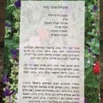 אמוץ דפני – "שיבולת שועל ברוח" שירו על כריכת ספר (צילום: רחלי אורבך)