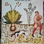 בבית אמוץ דפני – כריכת הספר "צמחים, שדים ונפלאות" (צילום: רחלי אורבך)