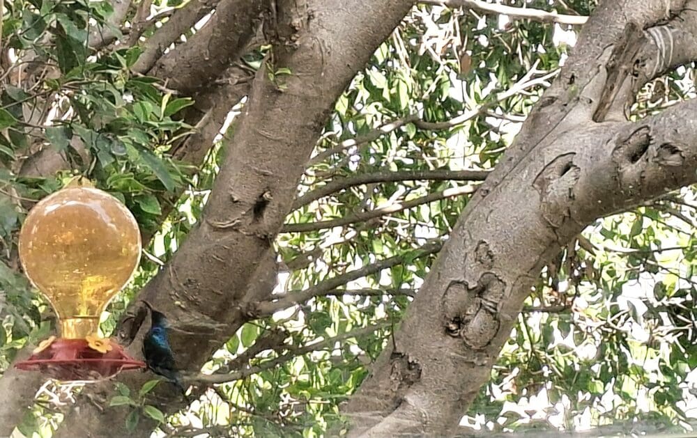 בבית אמוץ דפני - אחת מני רבות בעמדת האכלה - "שני קילו סוכר בשבוע"... (צילום: רחלי אורבך)