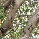 בבית אמוץ דפני – אחת מני רבות בעמדת האכלה – "שני קילו סוכר בשבוע"… (צילום: רחלי אורבך)