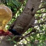 בבית אמוץ דפני – צופית בעמדת האכלה אשר בחלון הבית (צילום: רחלי אורבך)