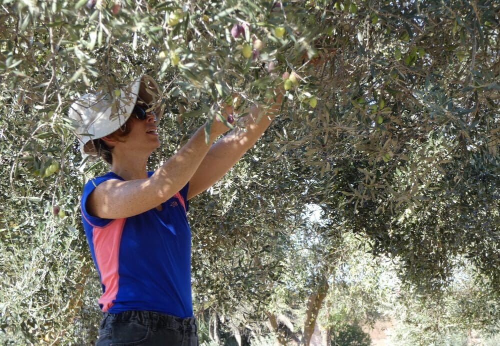 מסיק ראשון העונה במטע הסקוטי בעמק יזרעאל (צילום: יעל הורוביץ)
