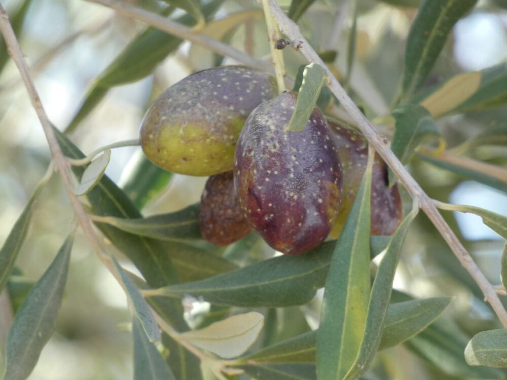 מסיק במטע הסקוטי בעמק יזרעאל ()צילום: יעל הורוביץ)