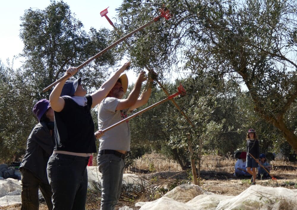 מסיק במטע הסקוטי (צילום: יעל הורוביץ)