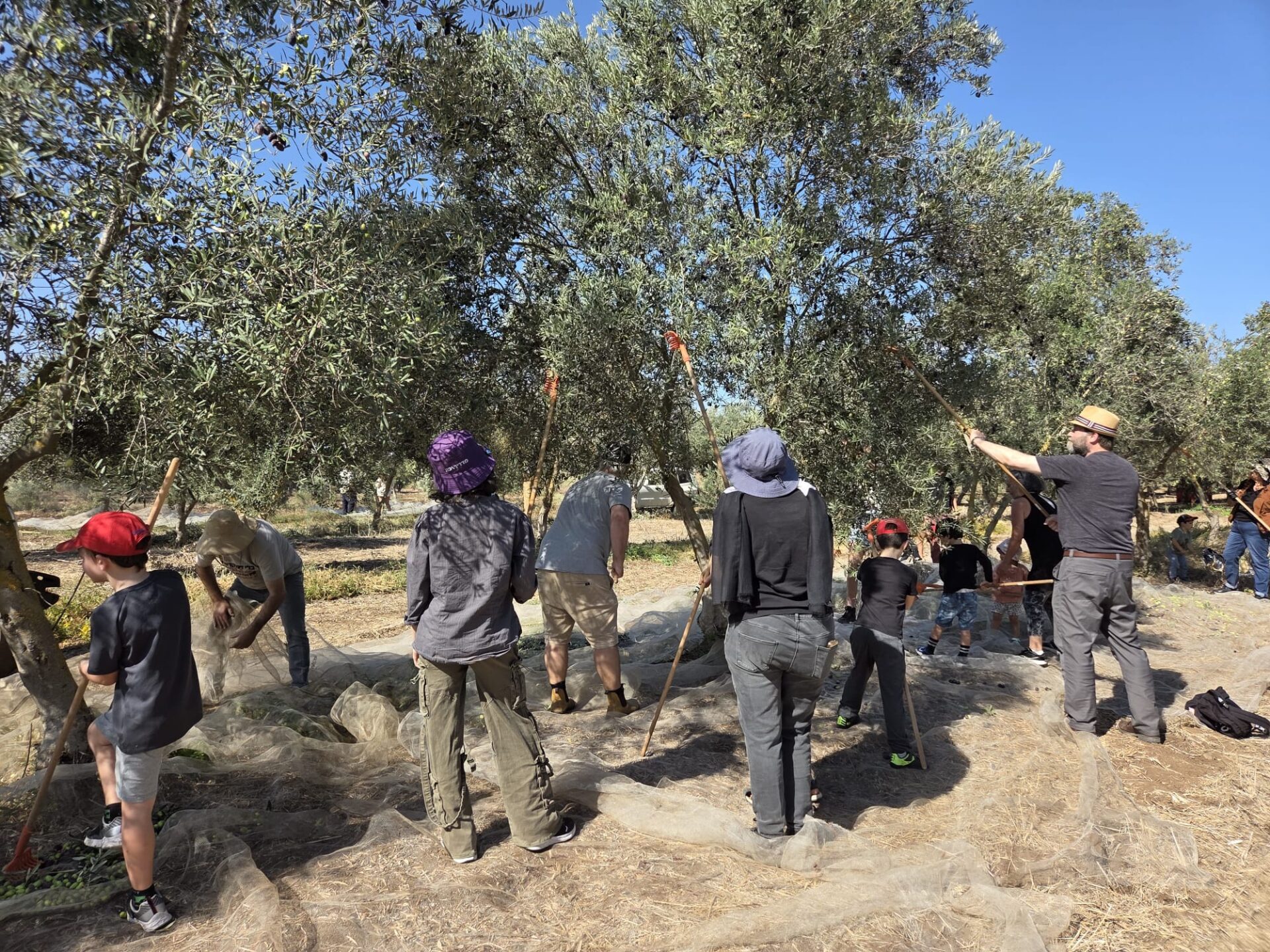 ראשון המסיק במטע הסקוטי בעמק יזרעאל (צילום: יעל הורוביץ)