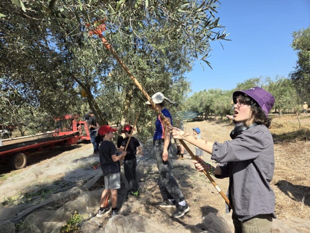 מסיק ראשון העונה במטע הסקוטי בעמק יזרעאל (צילום: יעל הורוביץ)