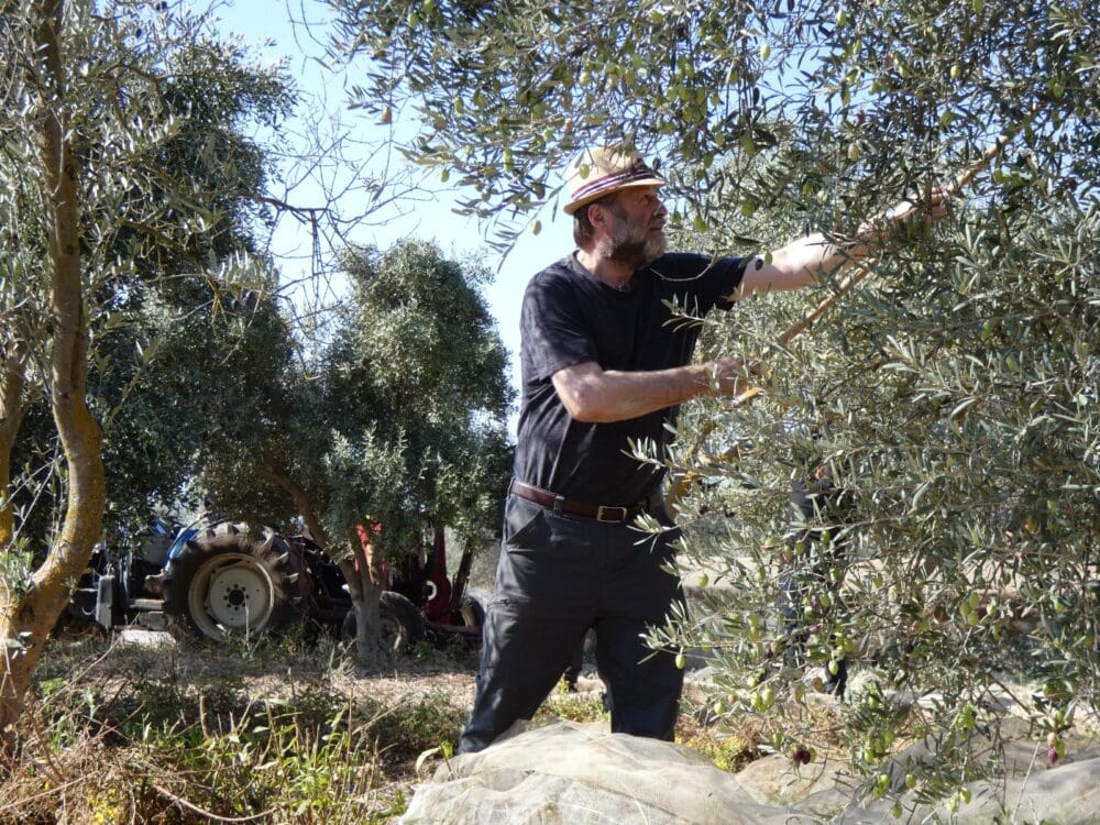 מסיק במטע הסקוטי (צילום: יעל הורוביץ)