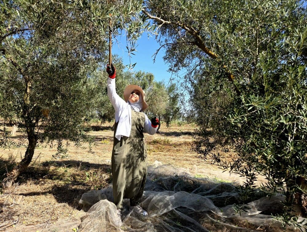 ג'ינאן עדוי דיאבאת במסיק במטע הסקוטי (צילום: יעל הורוביץ)