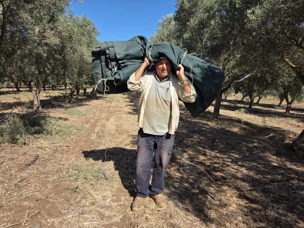 תומר מבית זרע משתתף מדי שנה במסיק במטע הסקוטי (תילום: יעל הורוביץ)