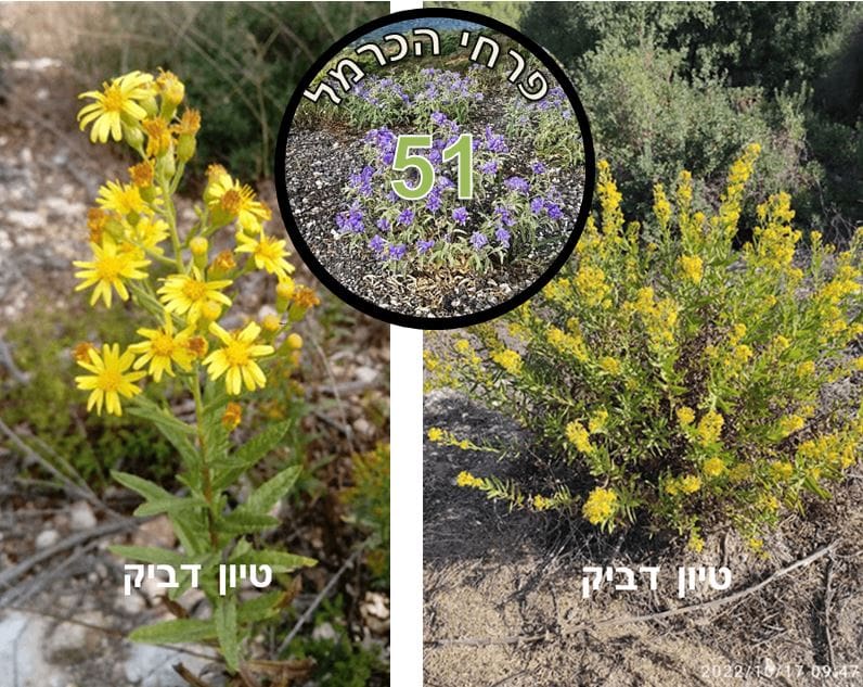 טיון דביק • צילום: דני כץ