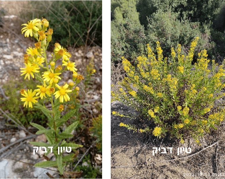טיון דביק • צילום: דני כץ