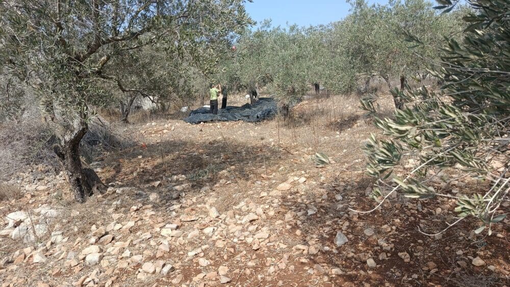 מסיק זיתים בכפר הפלסטיני בורין (צילום: יובל בן ארי)