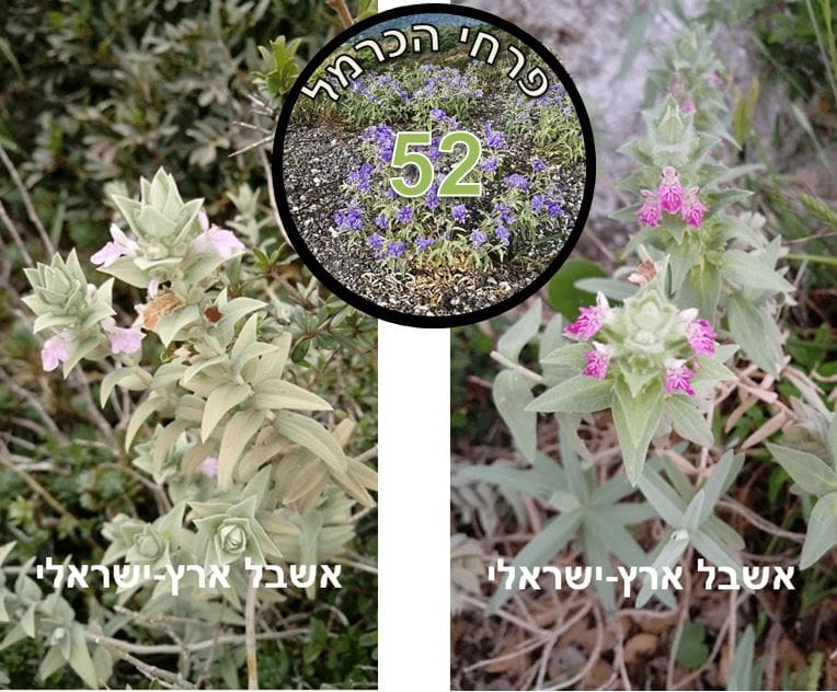 אשבל ארץ-ישראלי • צילום: דני כץ