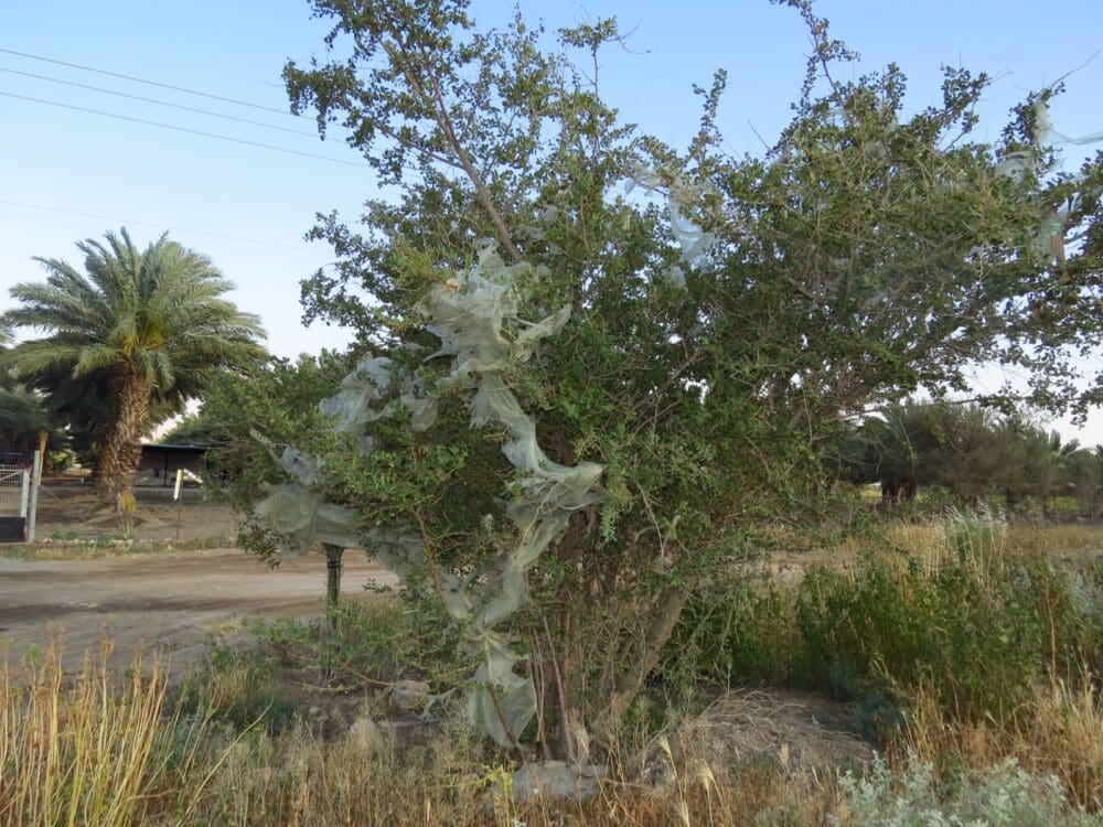  עץ באריזת ניילון (צילום: מוטי מנדלסון)