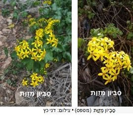 סַבְיוֹן מְזֻוָּת (מטפס) • צילום: דני כץ