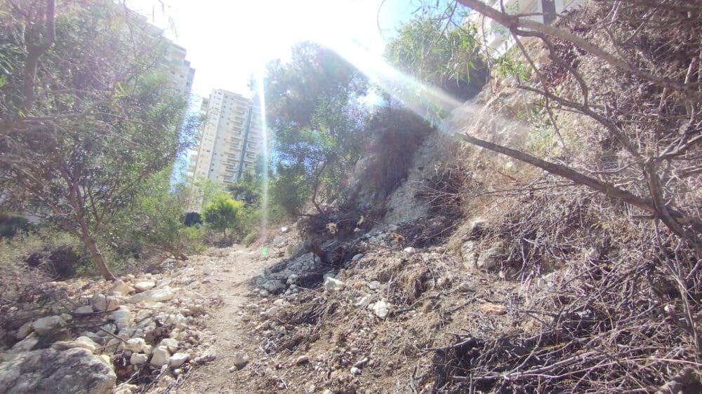 יער בן דור (צילום: הודיה חטר ישי)