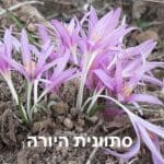 סתוונית היורה צילום: דני כץ