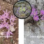 Title 54 סתוונית היורה